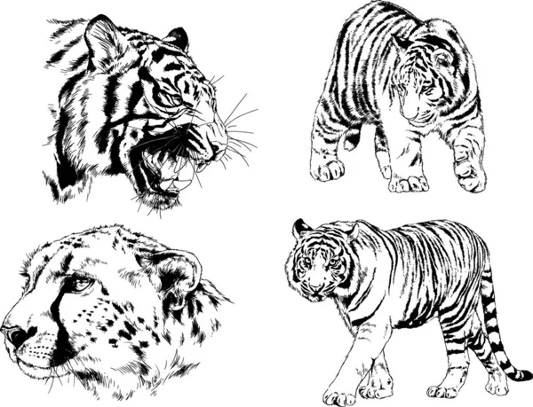 Vector Drawings Sketches Different Predator Tigers Lions Cheetahs Leopards Drawn — Stock Vector