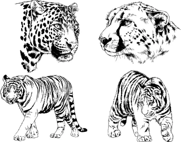 Vector Drawings Sketches Different Predator Tigers Lions Cheetahs Leopards Drawn — Stock Vector