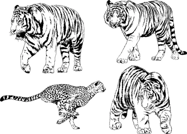 Vector Drawings Sketches Different Predator Tigers Lions Cheetahs Leopards Drawn — Stock Vector