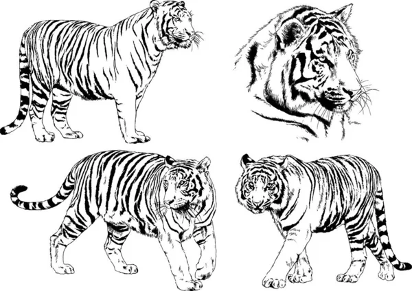 Dibujos Vectoriales Bocetos Diferentes Depredadores Tigres Leones Guepardos Leopardos Dibujan — Vector de stock