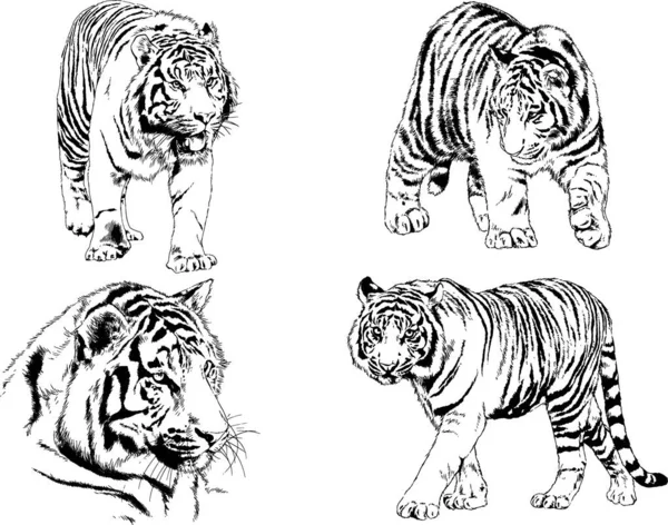 Dibujos Vectoriales Bocetos Diferentes Depredadores Tigres Leones Guepardos Leopardos Dibujan — Vector de stock