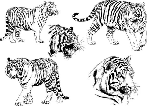 Vector Drawings Sketches Different Predator Tigers Lions Cheetahs Leopards Drawn — Stock Vector