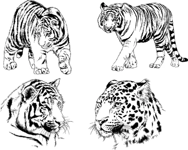 Vector Drawings Sketches Different Predator Tigers Lions Cheetahs Leopards Drawn — Stock Vector