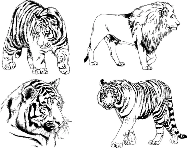 Dessins Vectoriels Esquisse Différents Prédateurs Tigres Lions Guépards Léopards Sont — Image vectorielle