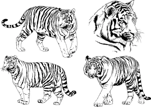 Dibujos Vectoriales Bocetos Diferentes Depredadores Tigres Leones Guepardos Leopardos Dibujan — Vector de stock