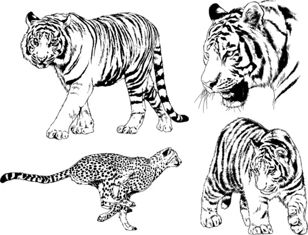 Dibujos Vectoriales Bocetos Diferentes Depredadores Tigres Leones Guepardos Leopardos Dibujan — Archivo Imágenes Vectoriales