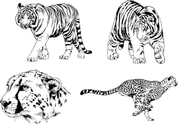 Dibujos Vectoriales Bocetos Diferentes Depredadores Tigres Leones Guepardos Leopardos Dibujan — Vector de stock