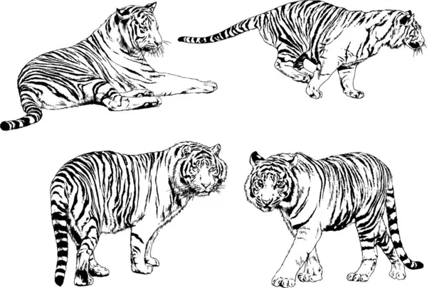 Dibujos Vectoriales Bocetos Diferentes Depredadores Tigres Leones Guepardos Leopardos Dibujan — Vector de stock