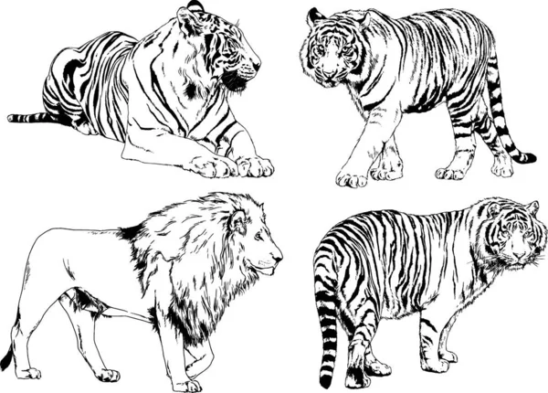 Dibujos Vectoriales Bocetos Diferentes Depredadores Tigres Leones Guepardos Leopardos Dibujan — Vector de stock