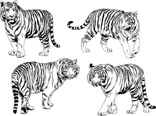 Vector Drawings Sketches Different Predator Tigers Lions Cheetahs Leopards Drawn — Stock Vector