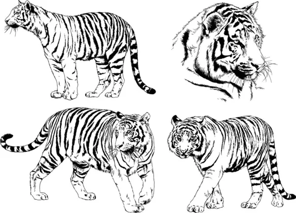 Dibujos Vectoriales Bocetos Diferentes Depredadores Tigres Leones Guepardos Leopardos Dibujan — Vector de stock