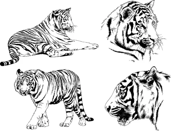 Dibujos Vectoriales Bocetos Diferentes Depredadores Tigres Leones Guepardos Leopardos Dibujan — Vector de stock