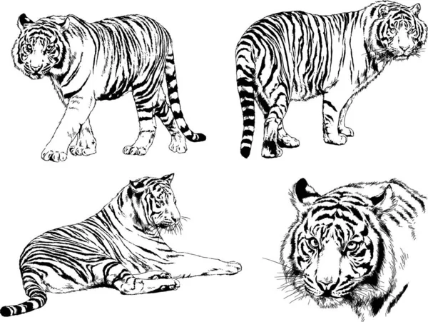 Vector Drawings Sketches Different Predator Tigers Lions Cheetahs Leopards Drawn — Stock Vector