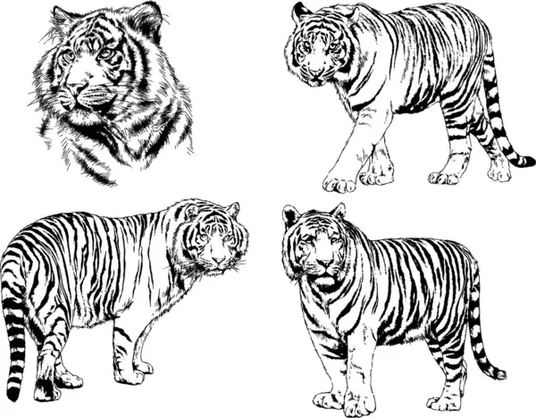 Dibujos Vectoriales Bocetos Diferentes Depredadores Tigres Leones Guepardos Leopardos Dibujan — Vector de stock