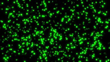 Parlak toplar arkaplan canlandırma videosu. Siyah bir arkaplanda yüzen neon yeşil parçacıklar. Yön değiştiren ışık küreleri rasgele hareket ediyor..