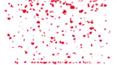 Sevgililer günü için beyaz bir zemin üzerinde akan güzel kırmızı kalp parçacıkları. Sevgililer günü aşk animasyonu videosu. Romantik ve güzel düzenlemeler için parlayan küçük kalpler..