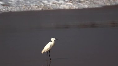 Sahilde yiyecek arayan iki beyaz balıkçıl balığının olduğu açık güneş ışığında dalgalı gerçek zamanlı deniz videosu. Deniz, seyahat, turizm, yaban hayatı, kuşlar..