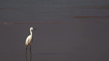 Deniz, seyahat, barış, zen, tatil, deniz, doğa, vahşi yaşam, meditasyon arka planı ve telif uzayı ile deniz için video..