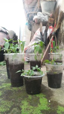 Biber saksısı olarak kullanılan plastik bardak kapları.