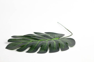 Canavarı Kapat Deliciosa Yaprak Düzenleme Beyaz Arkaplan Karşıtı