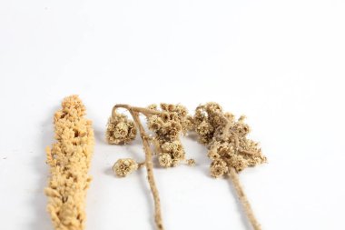 Kurumuş buğday çiçekleri ve beyaz arka planda izole edilmiş kurumuş edelweiss çiçekleri.