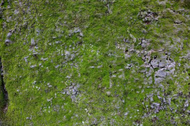 Yosun dolu eskimiş beton duvarlar.