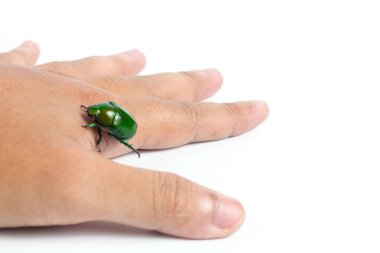 Beyaz arka planda izole edilmiş yeşil böceklerle kaplı bir el.