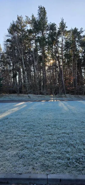 Kar ve ağaçlarla dolu güzel kış manzarası
