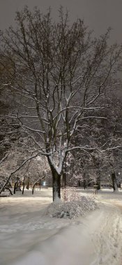 Karla kaplı ağaçlarla kaplı güzel kış manzarası
