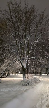 Kışın şehir parkının gece manzarası
