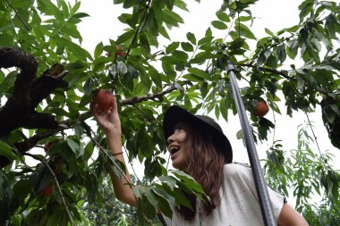 Meyve toplama kız dış yerde