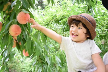 sevimli çocuk taze şeftali olan meyve toplama
