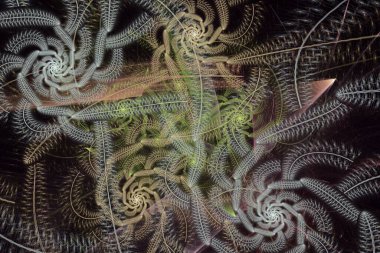 Resimsel bereketli fraktal desen resmi soyut arkaplan