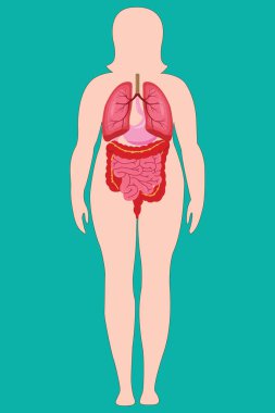 Ciğerleri, midesi, bağırsakları aşırı kilolu vücut siluetinde olan kadın iç organları görülüyor..