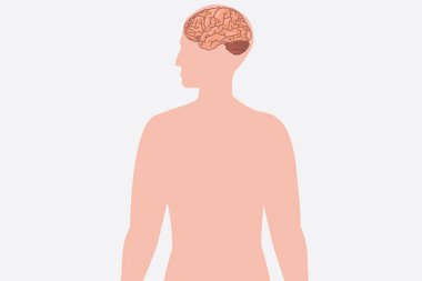 Belirli bir alanı vurgulayan beyin anatomisini gösteren insan vücudu silüeti.