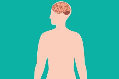 Biçimlendirilmiş insan vücudu, donuk arka planda iç beyin yapısını gösteriyor..