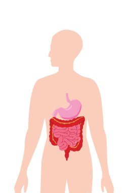 Sindirim organlarını gösteren insan silueti. İnce bağırsaklar..