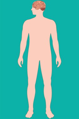 İnsan vücudu ayakta duruyor, beyni gösteriyor, zekayı gösteriyor, anatomi konseptini temsil ediyor..