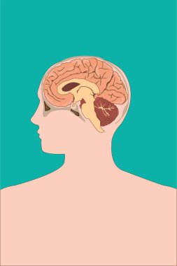 İnsan kafası detaylı anatomik beyin kesiti profili gösteriyor.