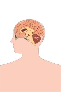 İnsan kafasının ayrıntılı anatomisi ile beyin sagital bölümünü göstermesi.