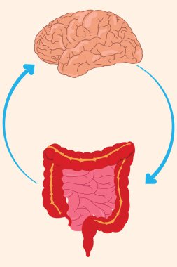 Çift yönlü iletişim döngüsünü betimleyen beyin bağırsağı bağlantıları