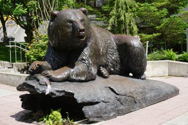 Kuzey Amerika boz ayısı somon ile