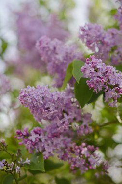 Çiçekli leylak ağacı