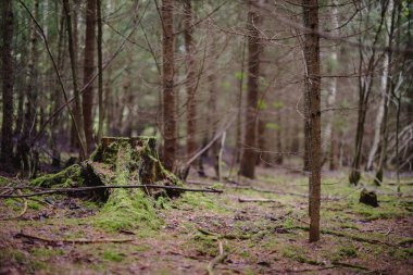 Ormanda bir ağaç kütüğü
