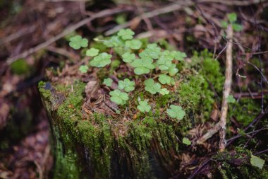 Ormanda bir ağaç kütüğü