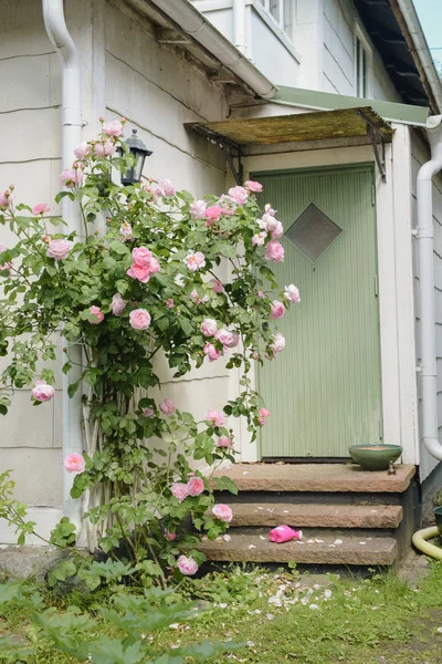 Rosas rosadas en frente de la casa Imágenes De Stock Sin Royalties Gratis