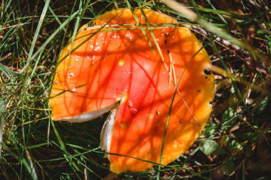 Ormanda tarım mantarı uçur