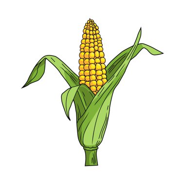 Yaprak beyaz zemin üzerine mısır koçanı. Vektör çizim