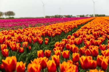 Yakın plan portakal ve kırmızı laleler çiçek açar uzak yel değirmenleri Hollanda kırsalında hafifçe bulanıklaşır.