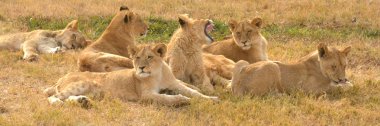 Geç öğleden sonra güneşte, National Park, Güney Afrika dinlenme aslanlar